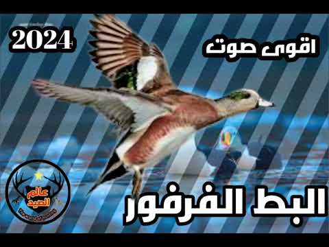 صوت البط الفرفور خذ الصوت الأفضل لجذب البط فقط من عندنا 