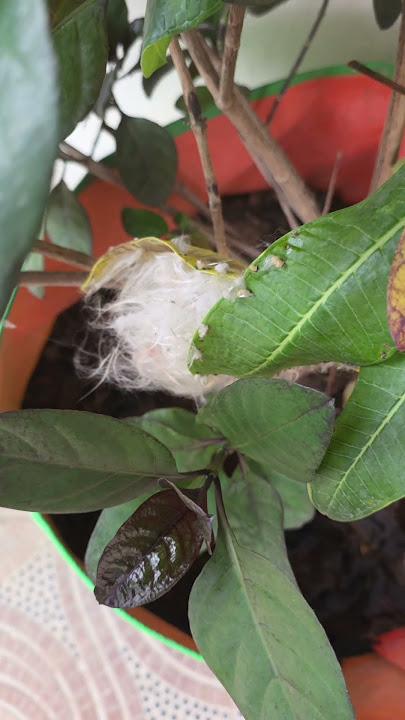 Unbelievable Nest Stitching by Birds A Must Watch Nature Marvel #shorts