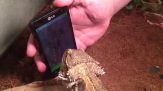 Ant smasher high score from bearded dragon