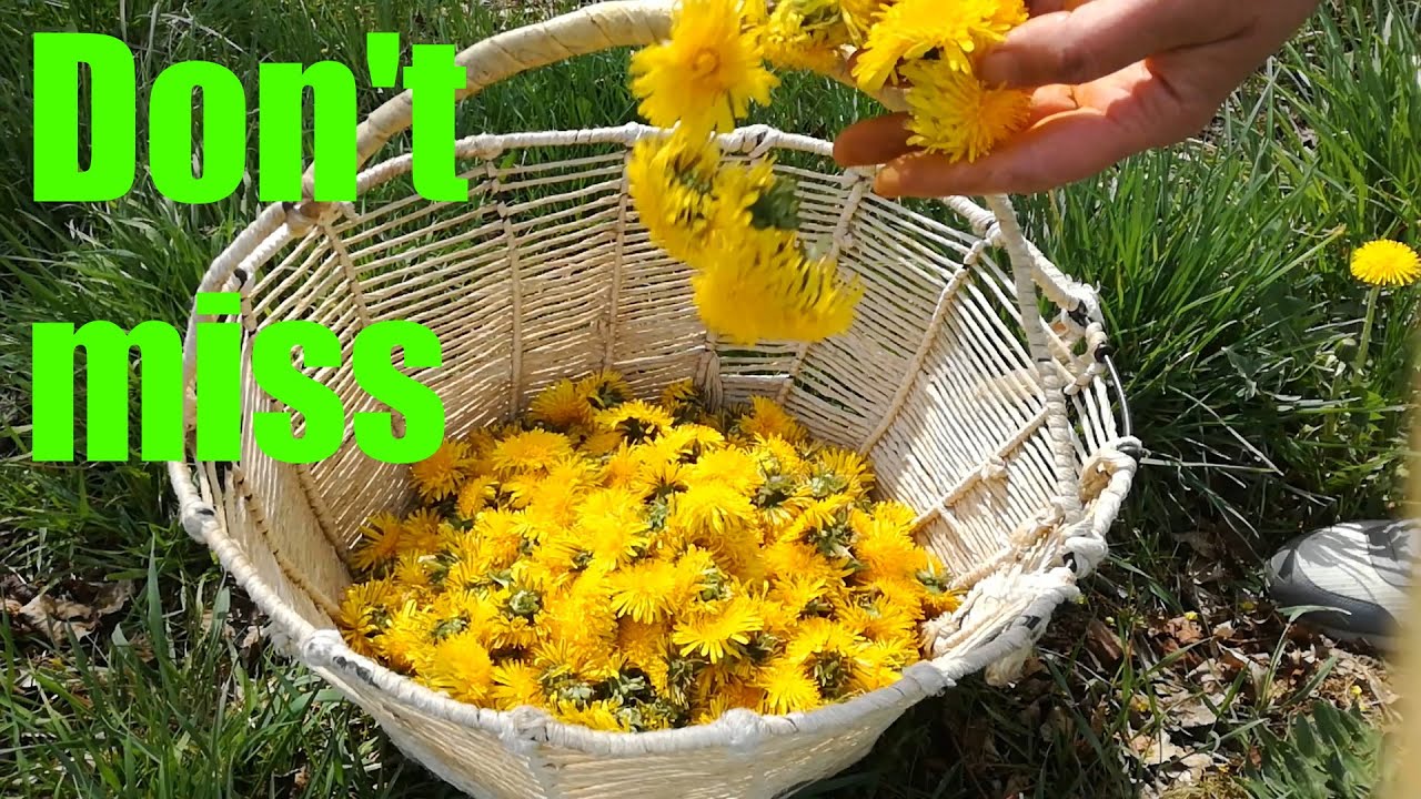 How to make dandelion wine Recipe and fermenting YouTube