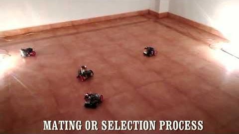 optimization : butterfly mating optimization 1