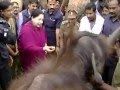 Elephant hits Jayalalitha at Mudumalai