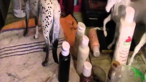 Model Horse Tutorial- Painting A appy Part 6-6