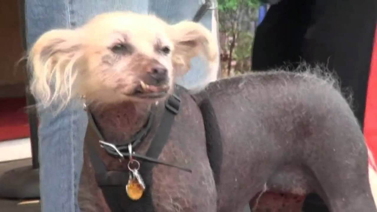 World's Ugliest dog competition: Really ugly dogs - YouTube