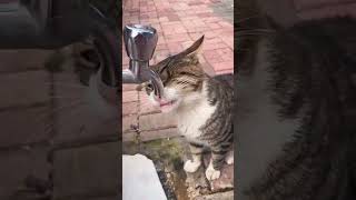 Kind man helps a thirsty cat drink water from a tap. Bless you! #Cat #catshorts
