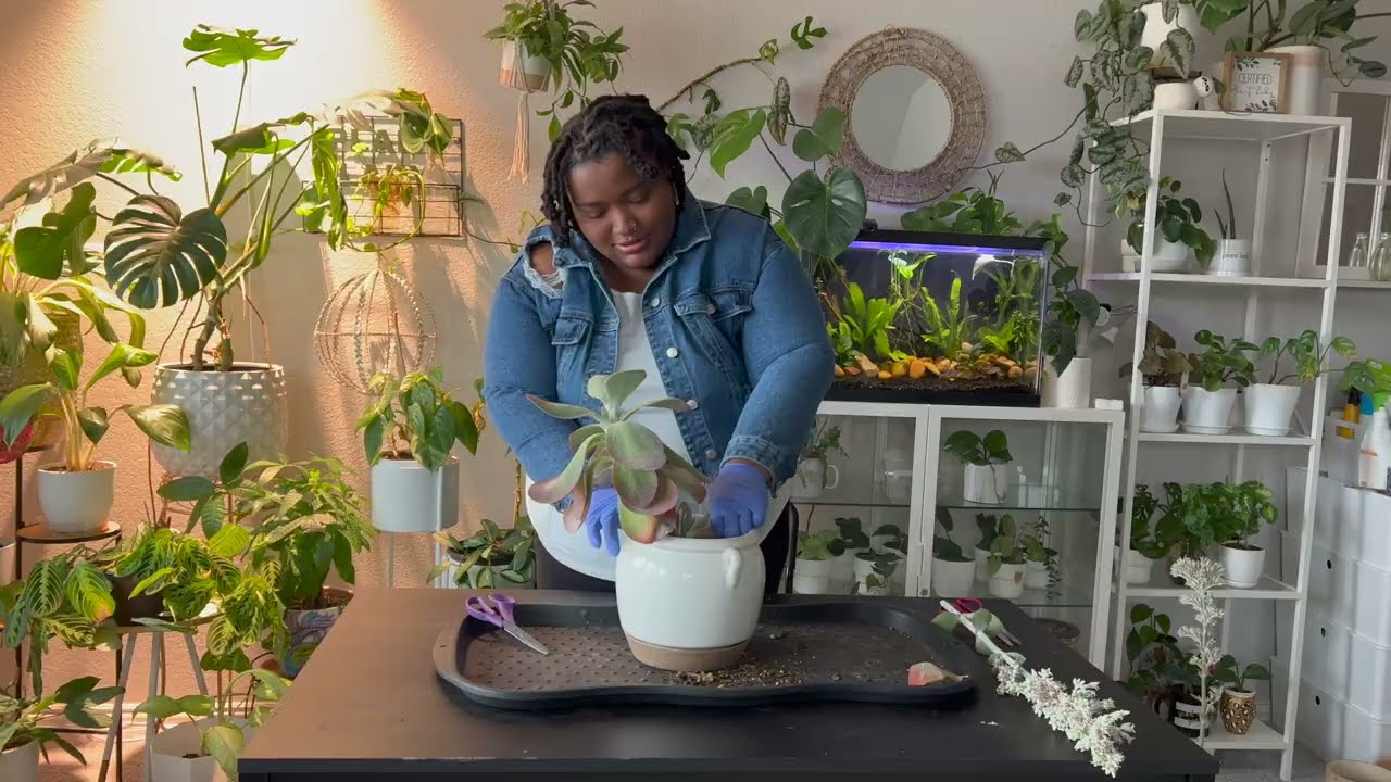 Something different! First time propagating a Paddle Plant FlapJacks Propagation! | kalanchoe luciae