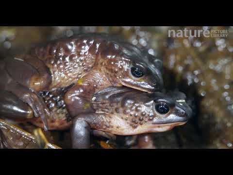 Pair of Jambato toads in amplexus, part of a captive breeding program, Ecuador.