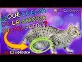 ¿Por qué a Mi Gato Le Cuelga Una Barriga? | Todo Sobre La Bolsa Primordial En Gatos - SiamCatCahnnel