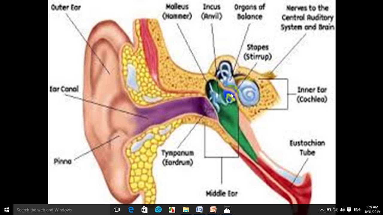 Human Ear-Lesson-7 Bio Form Four .By Ustaad Ali Kiimiko - YouTube