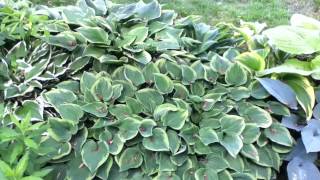 Hosta plantation: A collection of thriving hostas in shade, five years after planting