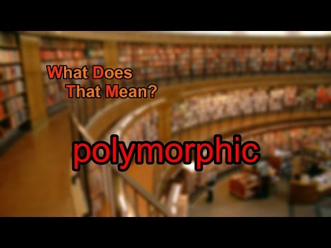 What does polymorphic mean?
