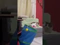 #shorts #shortsvideo #trending #trendingshorts #viral #viralvideo #funny #love #youtubeshorts #cat