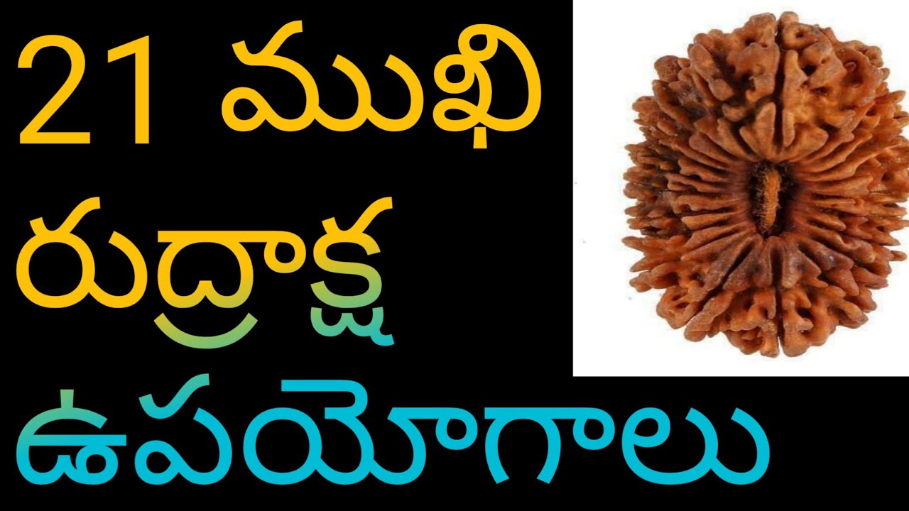 21 mukhi Rudraksha benefits  21mukhi rudraksha original 