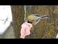 Велика синиця та сало / Great Tit and lard