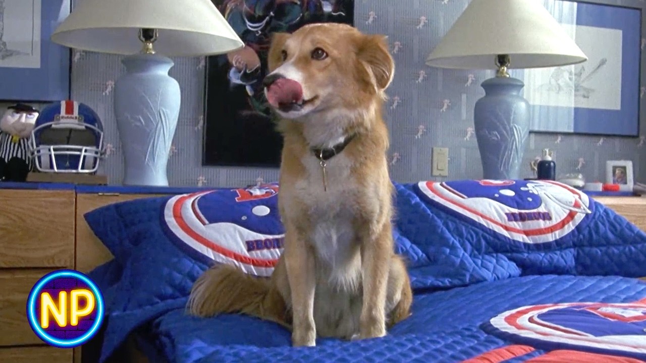 ⁣Chuckie Sneaks the Dog Into His House | Bingo