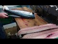 Giant Spanish Mackerel Fish Best Japanese Cleaning Skills