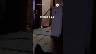 猫と実家に帰った結果…|PECO