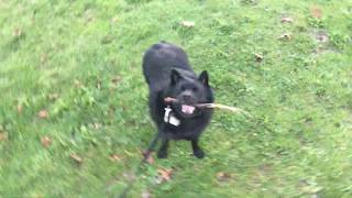 Schipperke throws down an upside down chew by Schipperke Munchie 1,102 views 5 years ago 41 seconds