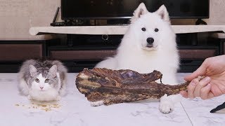 ASMR Dog Reviewing Dried Duck Body Snack [feat.Cat]