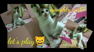 LET'S PLAY WITH MEEE....!!!!😺😺😺/FUNNY CATS VIDEOS by Lokkhi Pencha-লক্ষ্মী প্যাঁচা 21 views 3 years ago 2 minutes, 16 seconds