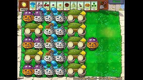 7 Cob Setup | Day Endless