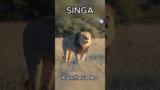 Suara Auman Singa #hewanliar #hewanbuas #singa
