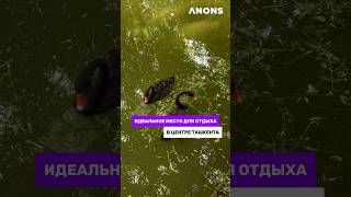 Идеальное Место Для Отдыха На Природе В Центре Ташкенте #Anons #News