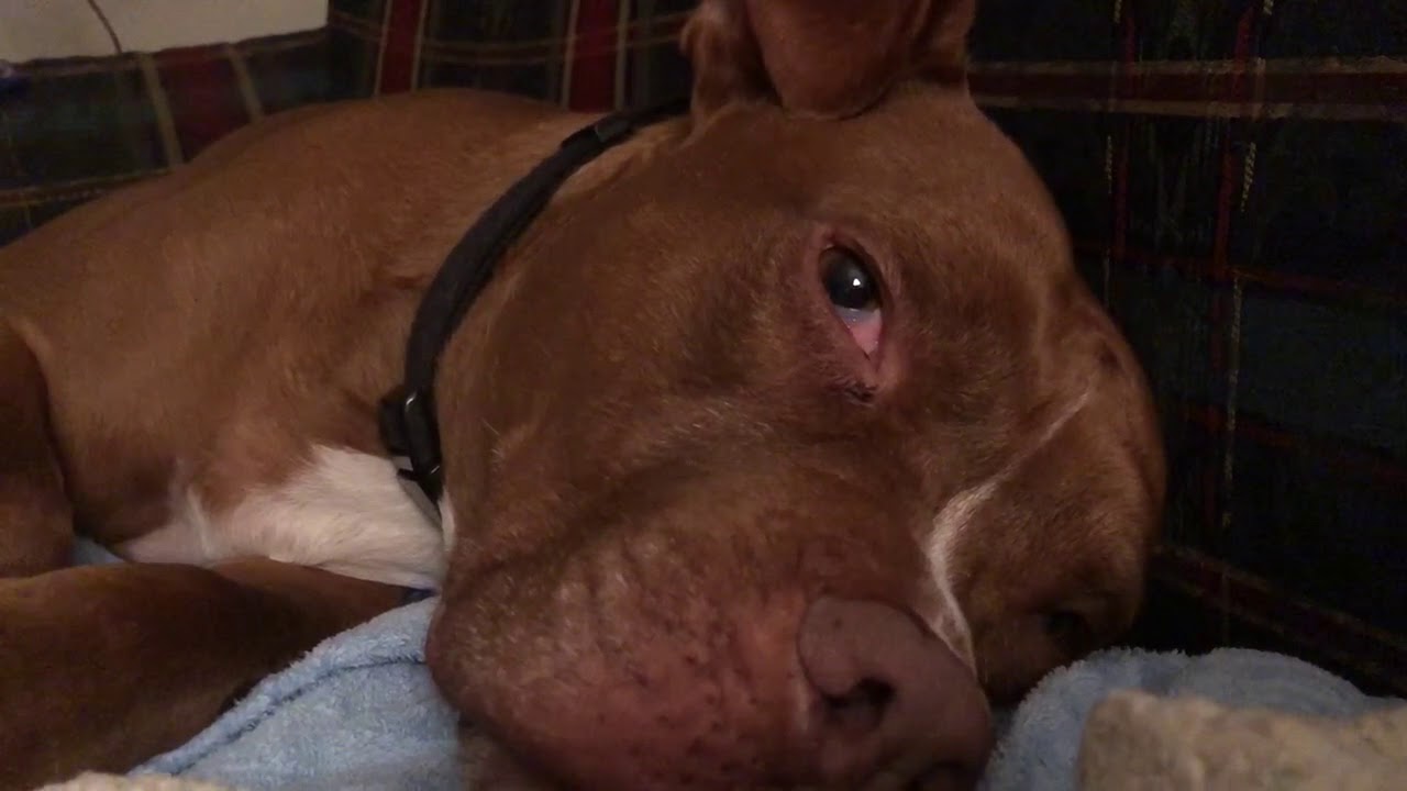 Trying to Sing Our Pitbull To Sleep YouTube