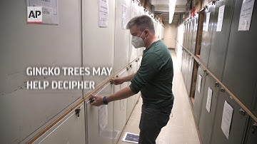Ginkgo trees decipher ancient climate