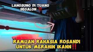 RAMUAN RAHASIA UNTUK MERAHIN IKAN ‼️ GA TANGUNG² LANGSUNG TUANG SEGALON ‼️