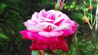 GReeeeN 花唄 Hana Uta(Lyrics Video with Indonesian Translate)