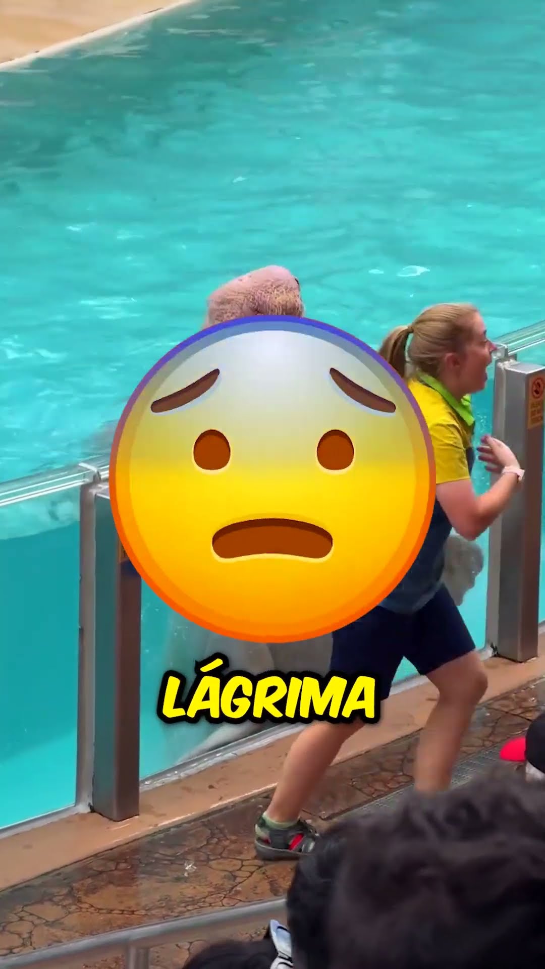 ¡Esta morsa solo quería animar! ??