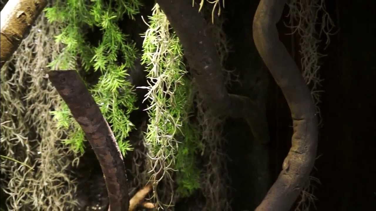 Large Dedicated Green Tree Python Enclosure - YouTube