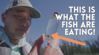 Trout Fishing: Brian Chan Explains the Life Cycle of a Chironomid
