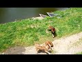 多摩動物公園（ライオン）　最後の大暴れ の動画、YouTube動画。