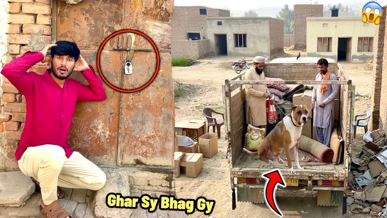 Mistri Bully Dog Badshah Ko Ly Ky Ghar Chod Ky Bhag Gy 😱