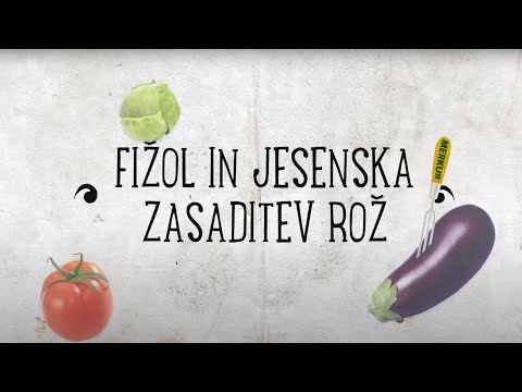 Video: O škrlatnem fižolu - kdaj lahko posadim škrlatno trto