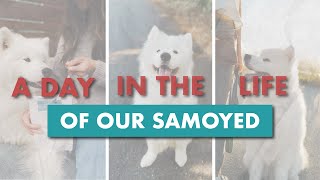 A Day in the Life of Our Samoyed | Dog Daily Routine