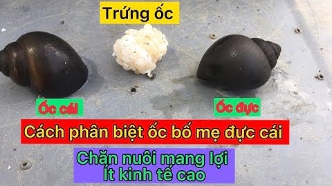 Cách nhận biết ốc bươu đen cái & ốc bươu đen đực-đơn gian để nhận biết-trai ốc bươu đen khai Tâm