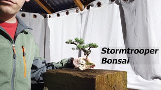 Juniper Trooper Bonsai