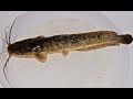 La reproduction artificielle du clarias africain poisson chat