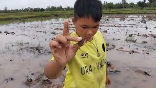 วิถีชีวิตคนอีสานบ้านน้องแอ๋วหาอยูหากินตามนาจับปูเก็บหอย