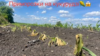 Кукурудза все🤔⁉️Приморозки на Полтавщині до -5 ‼️ Стан сої та соняшнику🌻