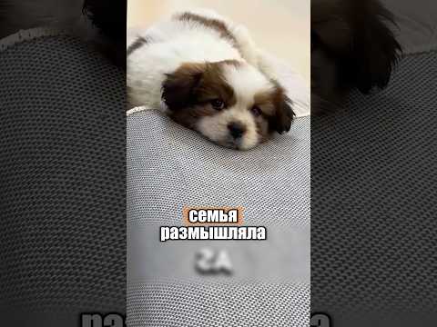 Необыкновенно милый член семьи 🐶😸 #милыеживотные #животные