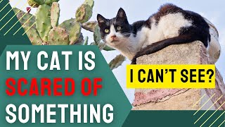 My Cat is Scared of Something i Can’t See 🙀🙀🙀 by Charming Pet Guru Official 30 views 2 months ago 11 minutes, 52 seconds