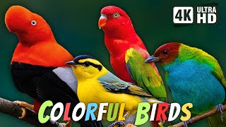 COLORFUL BIRDS | AMAZING NATURE BIRDS SOUNDS | RELAXING NATURE | CUTE BIRDS | STRESS RELIEF