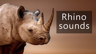 The Rough Sounds Of Black Rhinoceros