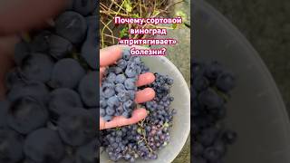 Мокрый октябрь 2025 #погода #виноградник #уходзарастениями #урожай2025