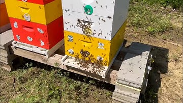 What Does A Honeybee Swarm Look Like?