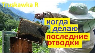 #пчёлы. Когда формировать отводки и какой силы. Чтоб и #мёд получить, и #пасеку расширить